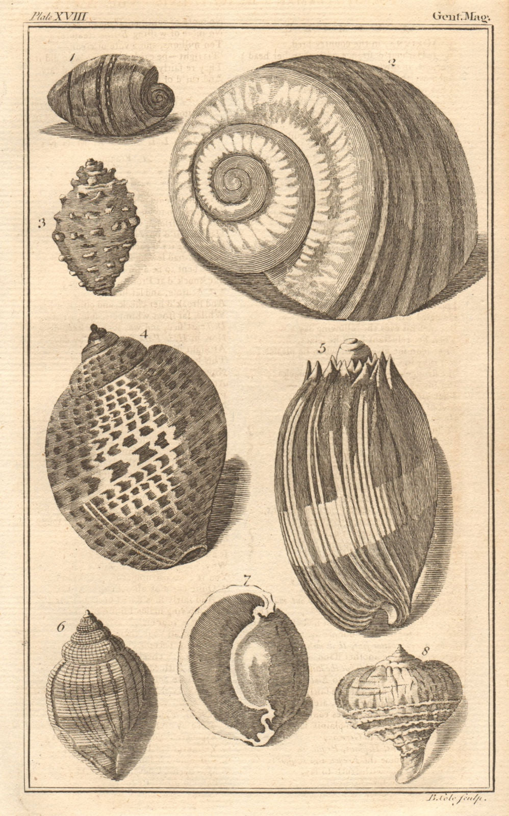 Seashells Dipper/Bulla Snail/Helix Rock/Murex Trumpet/Buccinum Volute 1759